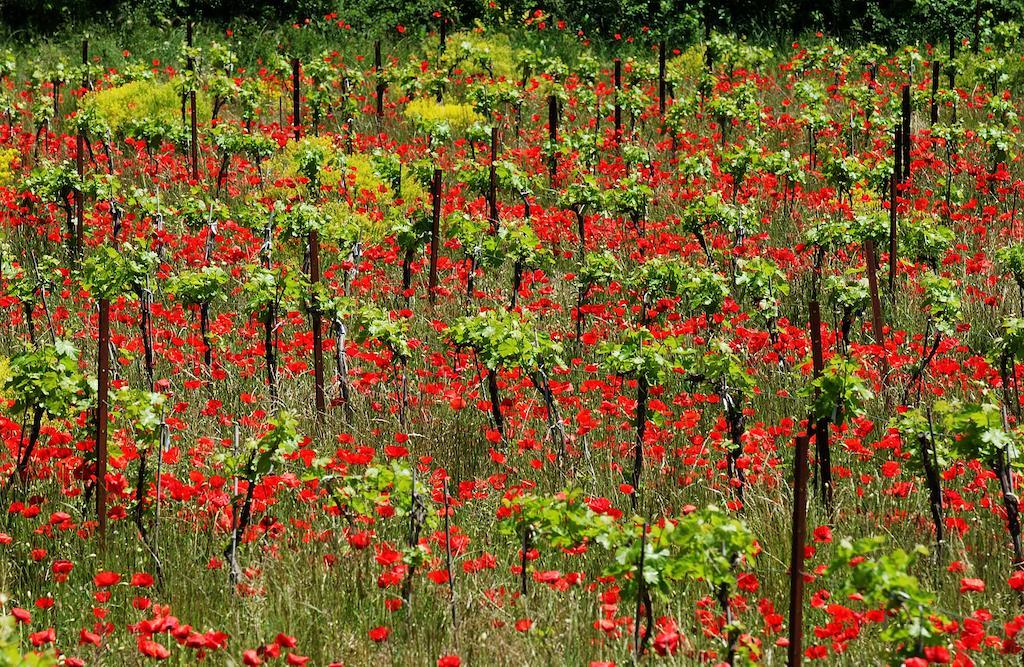 Une Campagne En Provence Bras Bagian luar foto