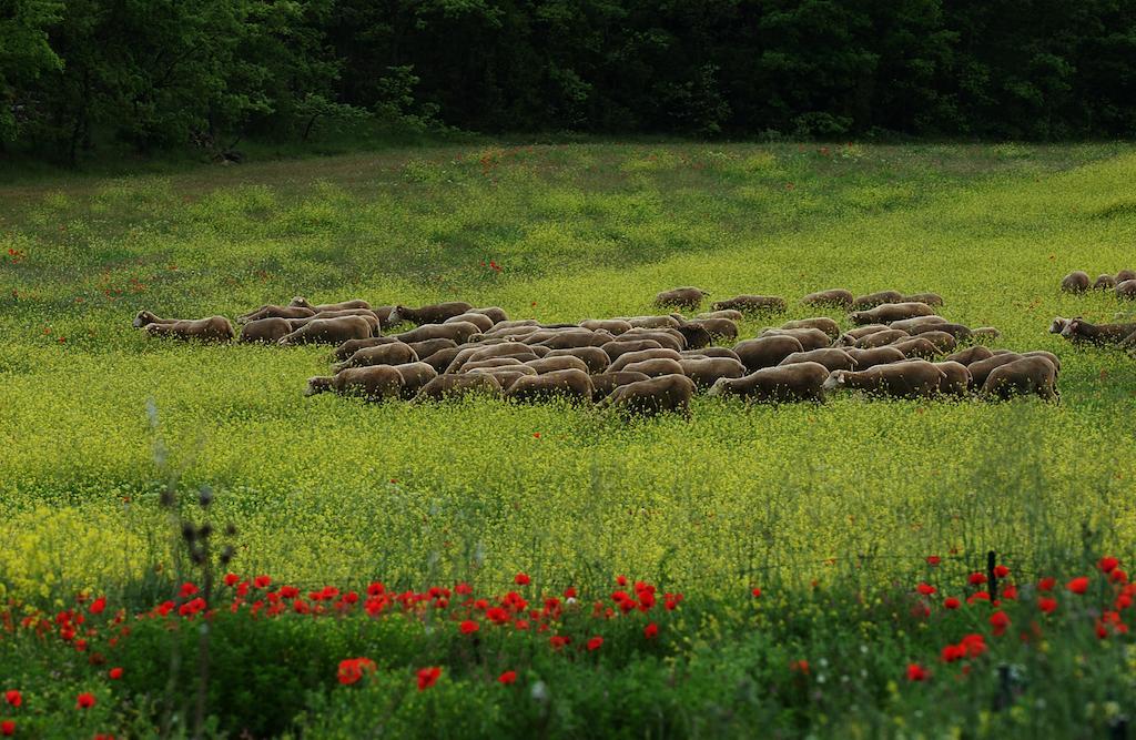 Une Campagne En Provence Bras Bagian luar foto